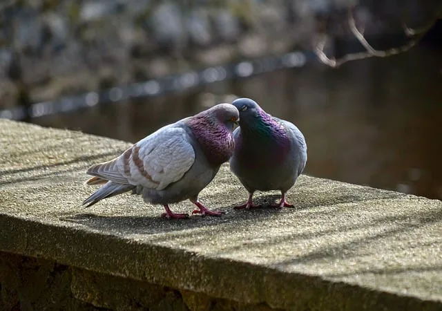 HIDUPLAH DENGAN PENUH KESETIAAN | 2 TIMOTIUS 4:5-6