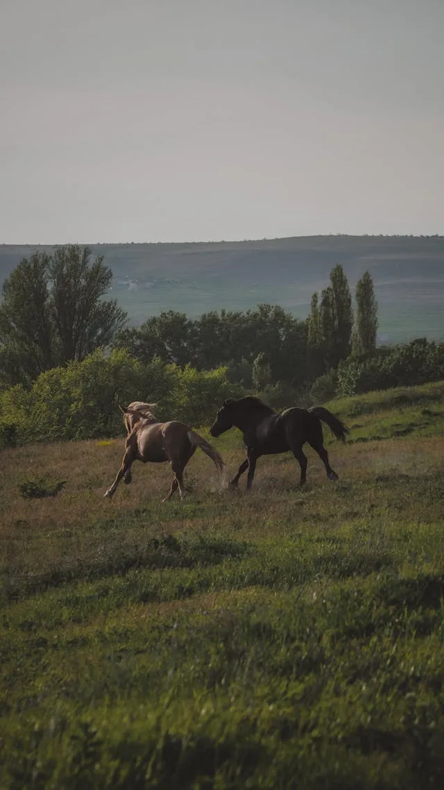 JANGAN BERLAKU SEPERTI KUDA ATAU BAGAL | MAZMUR 32: 9